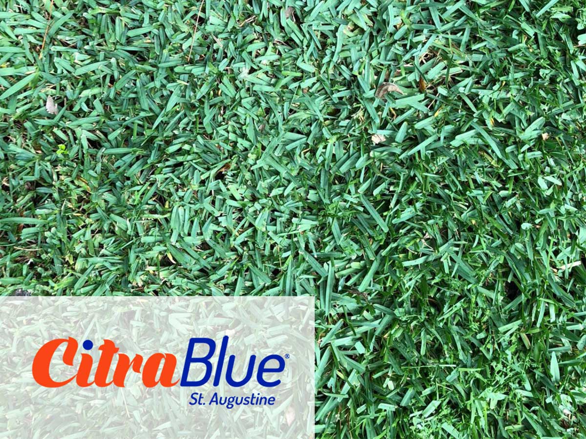 CitraBlue® St. Augustine: What's in a Name?