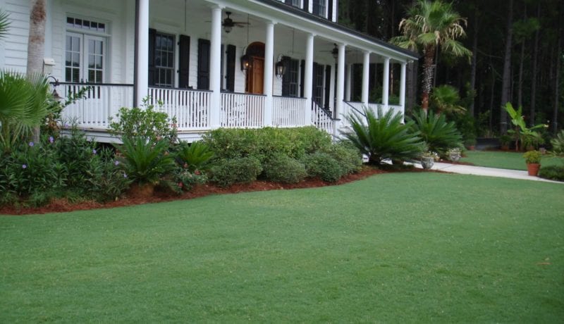 Celebration Bermudagrass Homeowner Lawn in Mount Pleasant, South Carolina