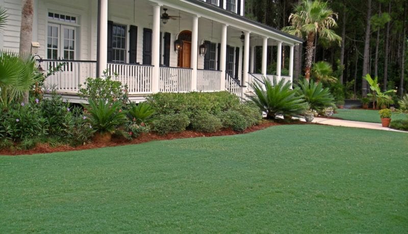 Celebration Bermudagrass Lawn in Front of White House