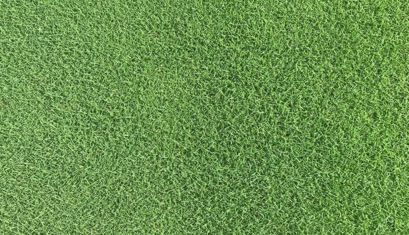 Latitude 36 Top Down View of Grass