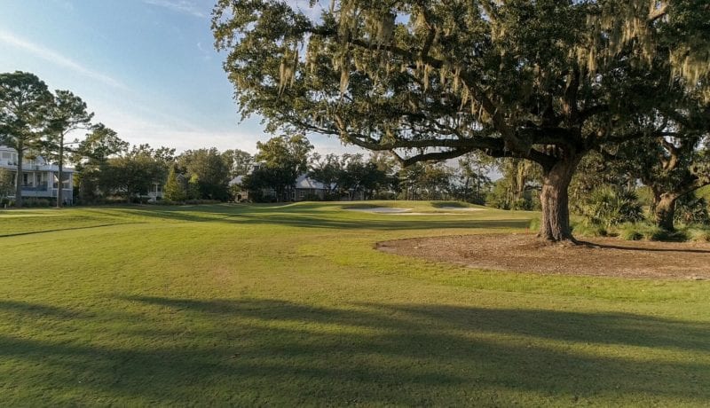 Daniel Island Club Tree on Golf Course
