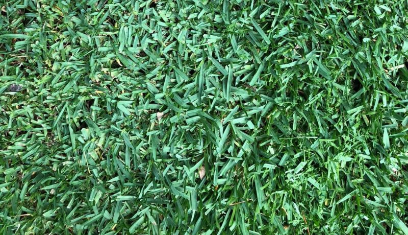 CitraBlue Grass Close Up