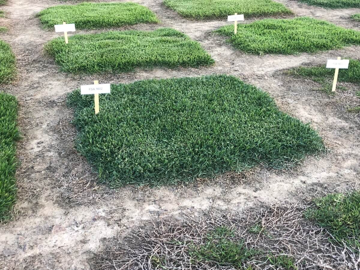 Breeding and testing patches of CitraBlue grass