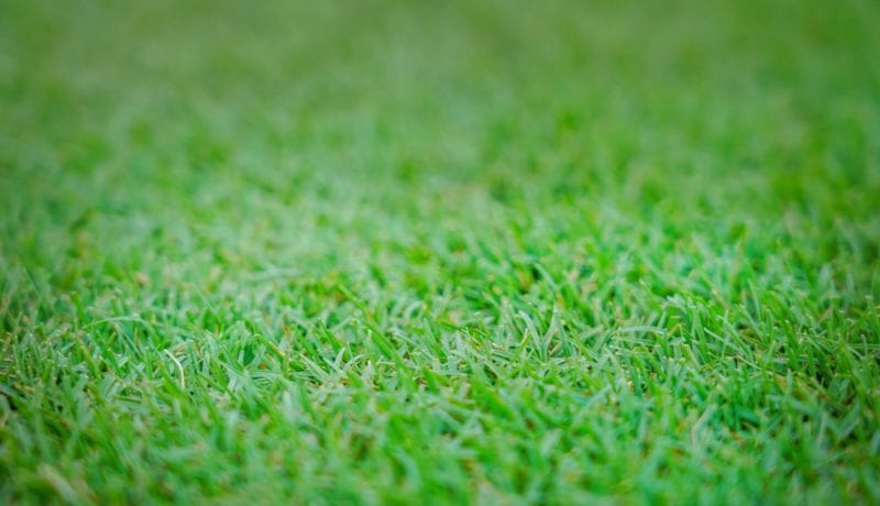Wycliffe Golf & Country Club Celebration Grass Focus