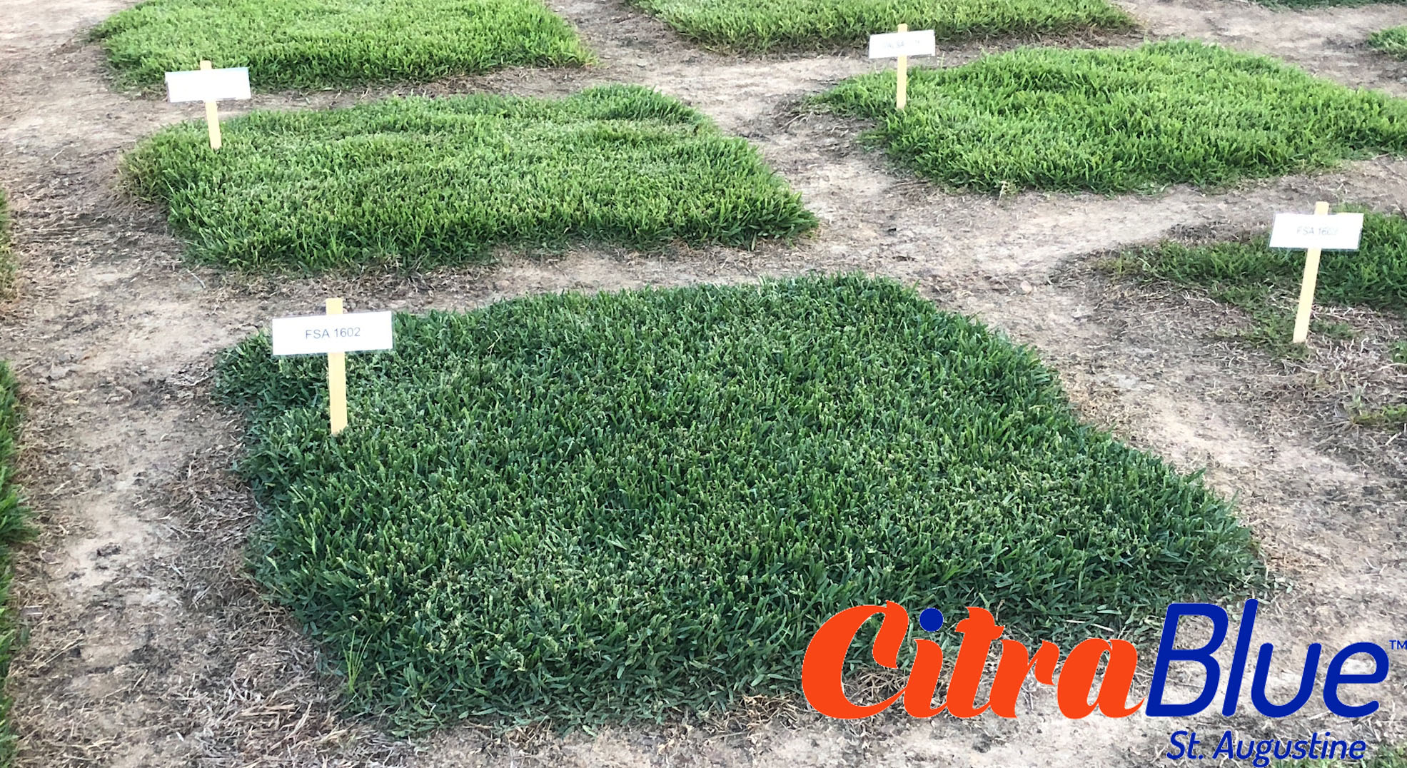 The Process of Breeding a New Turfgrass Variety