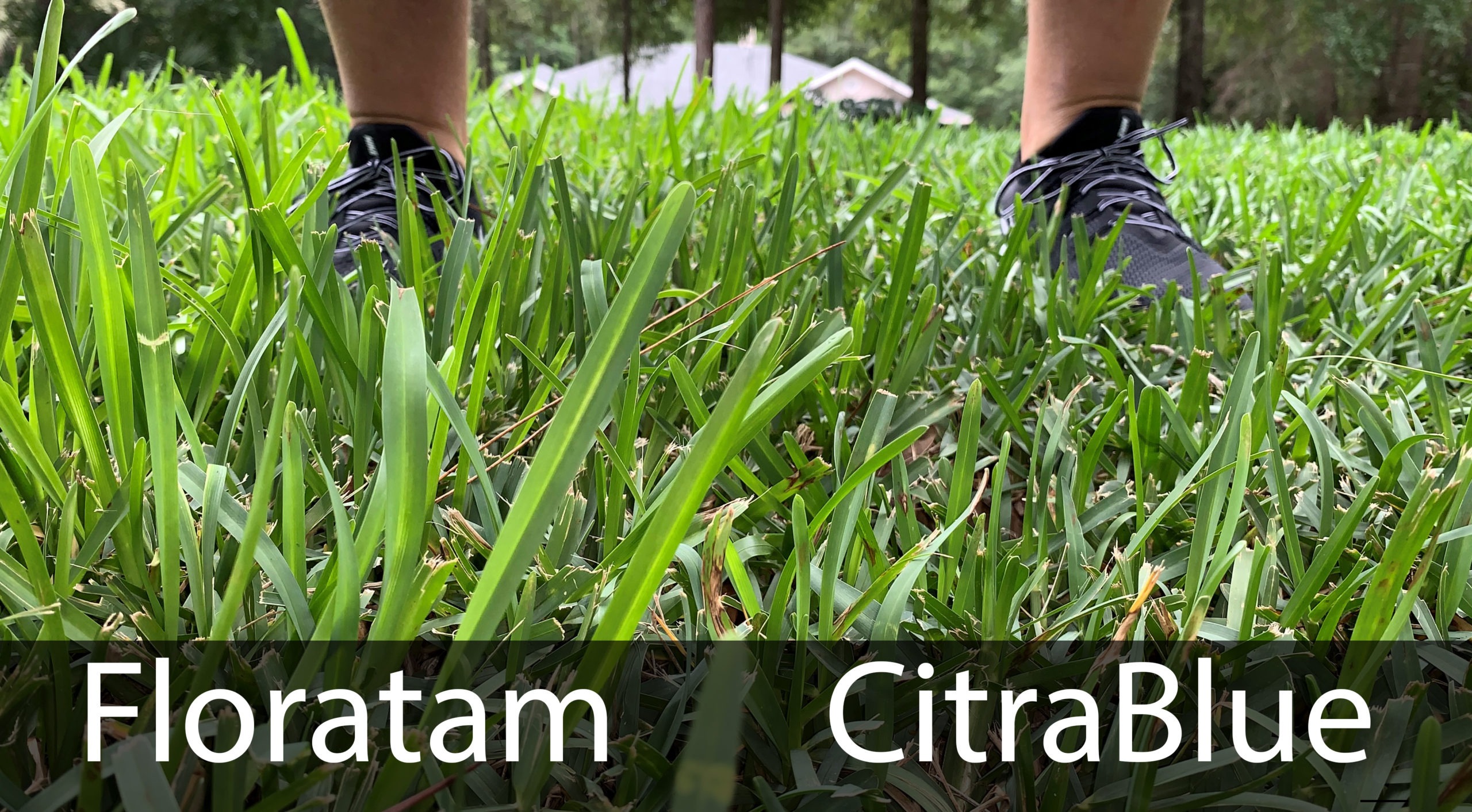 Mow Less with CitraBlue St. Augustine