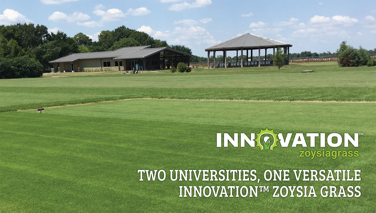 Two Universities, One Versatile Innovation Zoysia Grass