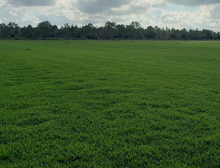The Weed Resistance of CitraBlue St. Augustine