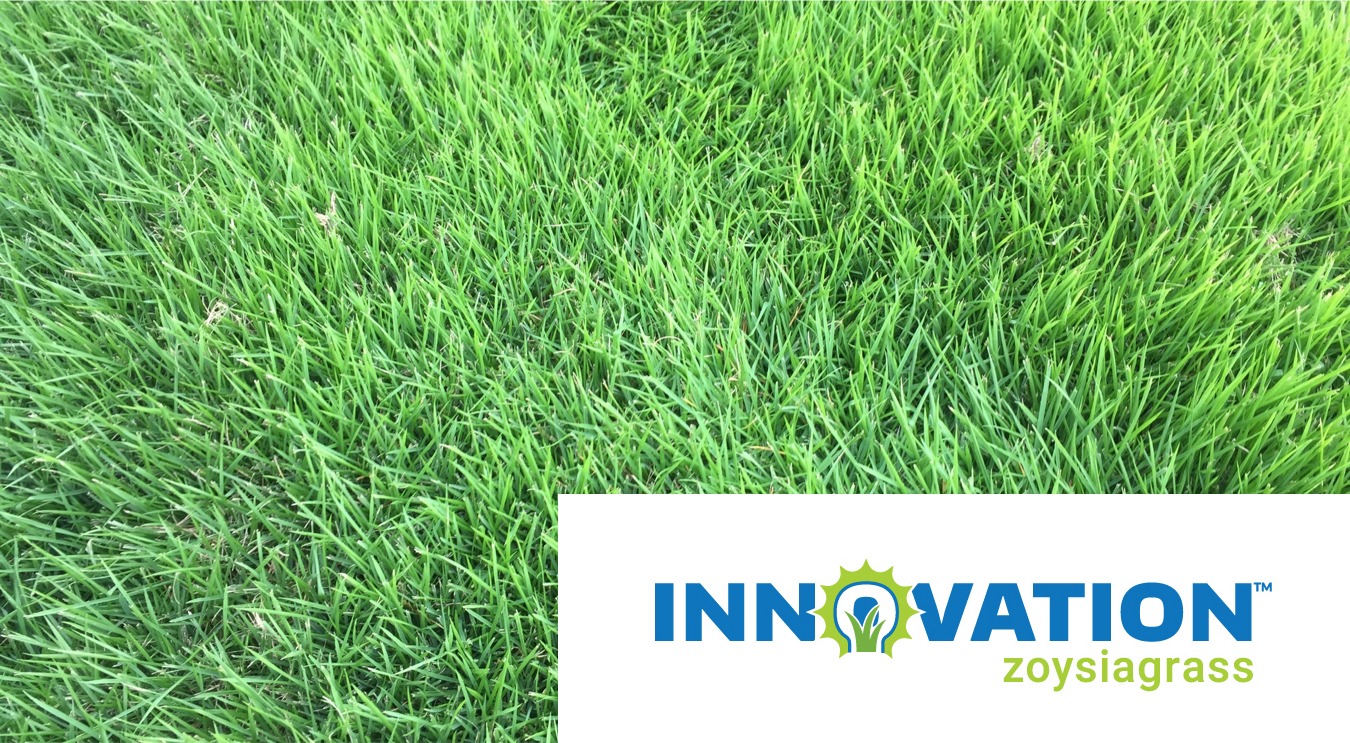 Innovation Zoysiagrass - A New High Quality Variety from Texas A&M and Kansas State
