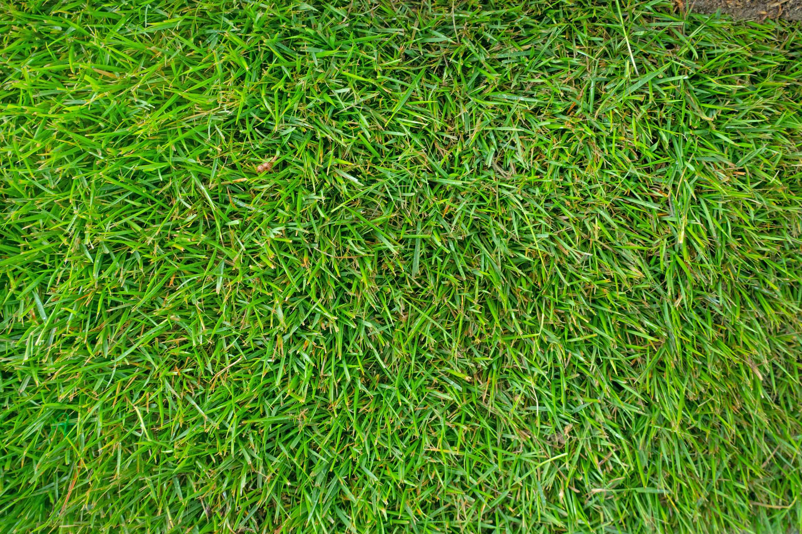 Innovation Zoysiagrass Delivers Cold Tolerance & Improved Turfgrass Quality