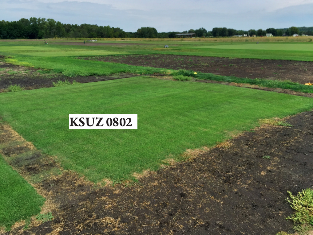 Innovation Zoysiagrass Scores Top Rated Turf Performance