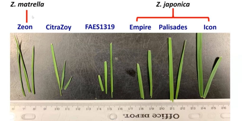CitraZoy Zoysiagrass -fine bladed
