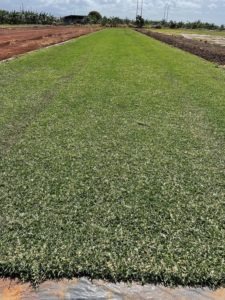 CitraBlue growing in early spring 2021 at Southern Turf Hawaii.