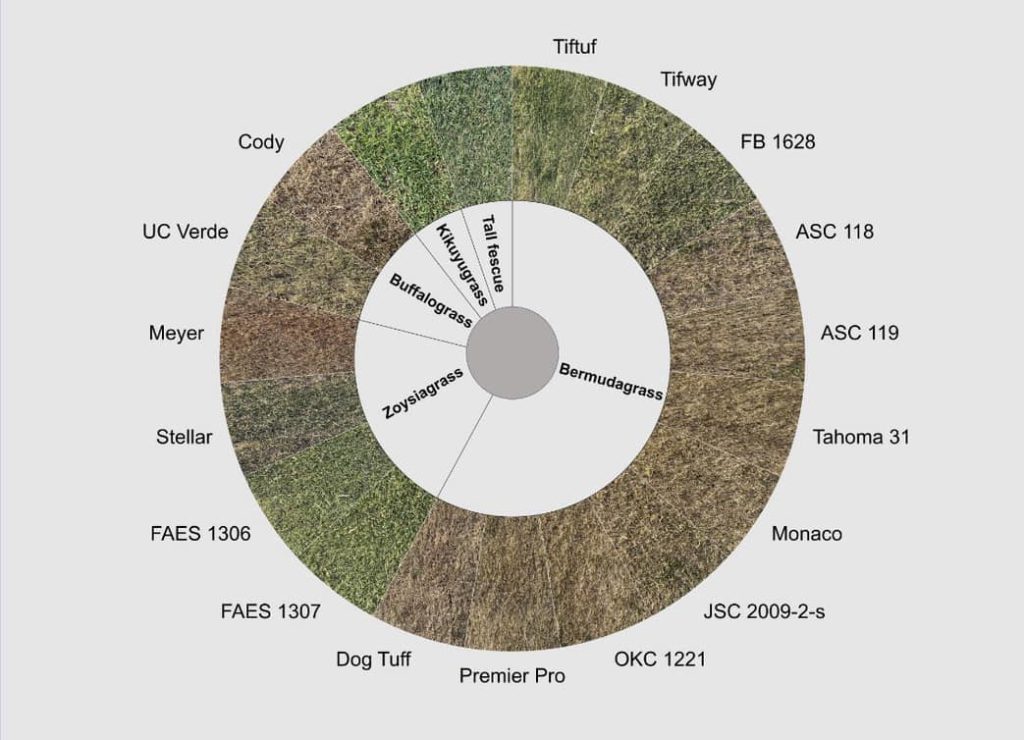 Turfgrass Winter Color Wheel
