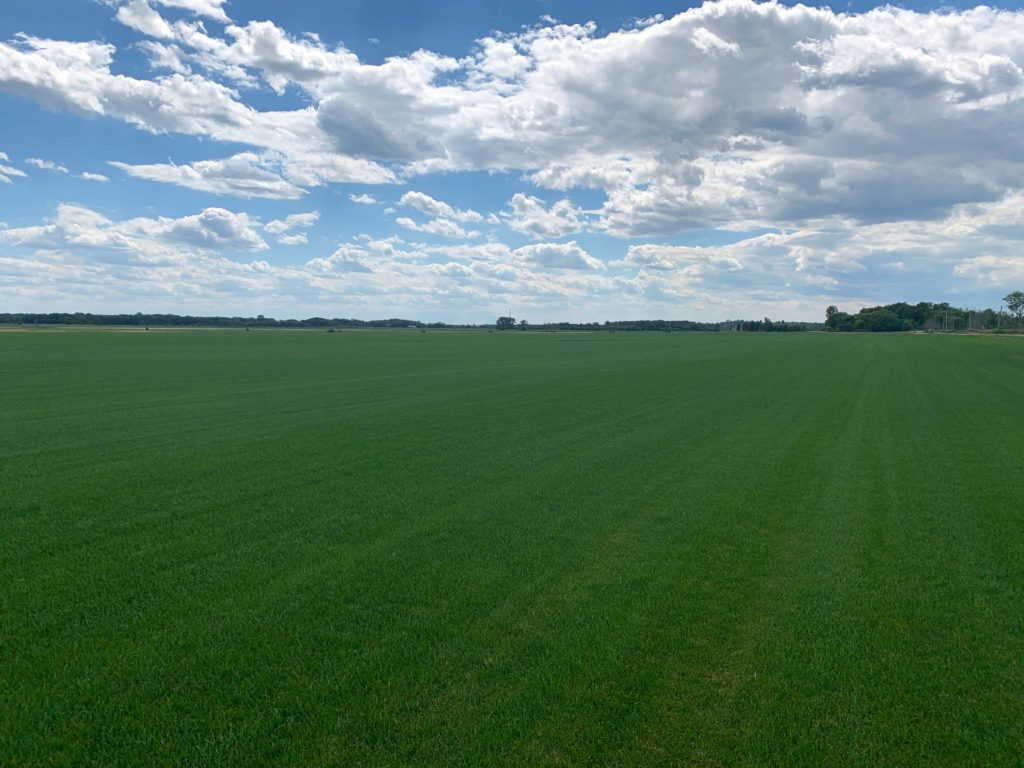 Production fields of Kentucky Bluegrass at Wind Lake that Greil sprayed with Root Driver.