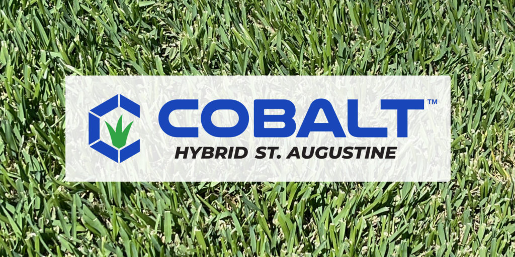 cobalt-hybrid-st-augustine-large-2000x1000-1