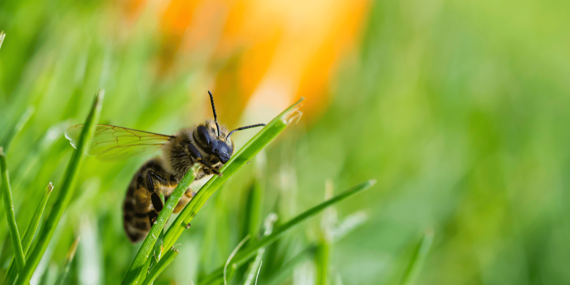 The Surprising Benefits of Turfgrass: A Food Resource for Bees