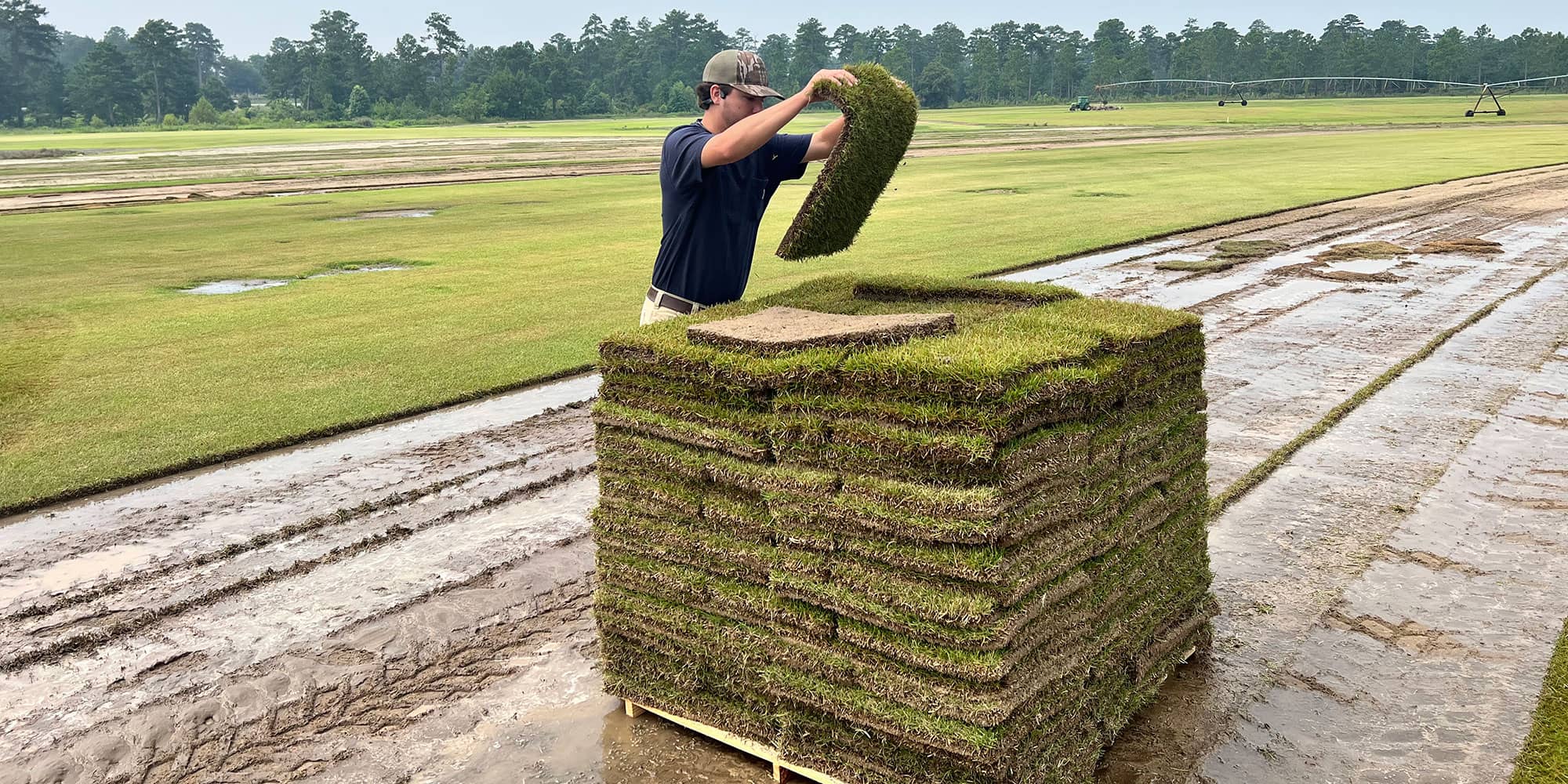 Innovation® Emerges as Quality Zoysiagrass for Southeastern U.S.