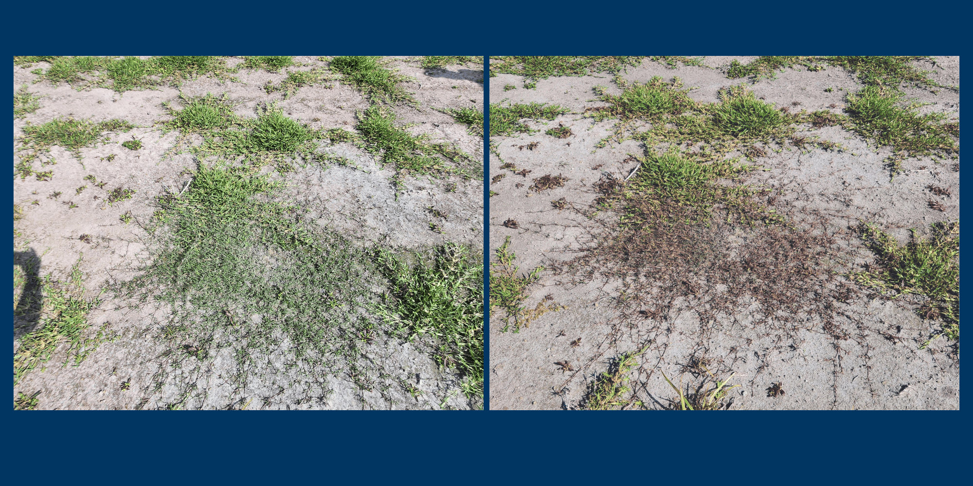 Revolutionizing Turfgrass Management: Recognition’s Impact on Bermudagrass Control