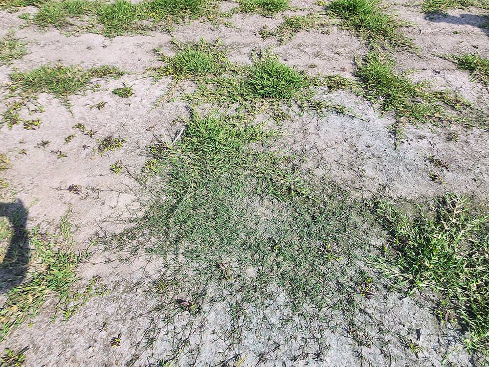 Recognition and Fusillade used to remove bermuda around plugs of Sola™ St. Augustine at Oakland Plantation Turf Farm.