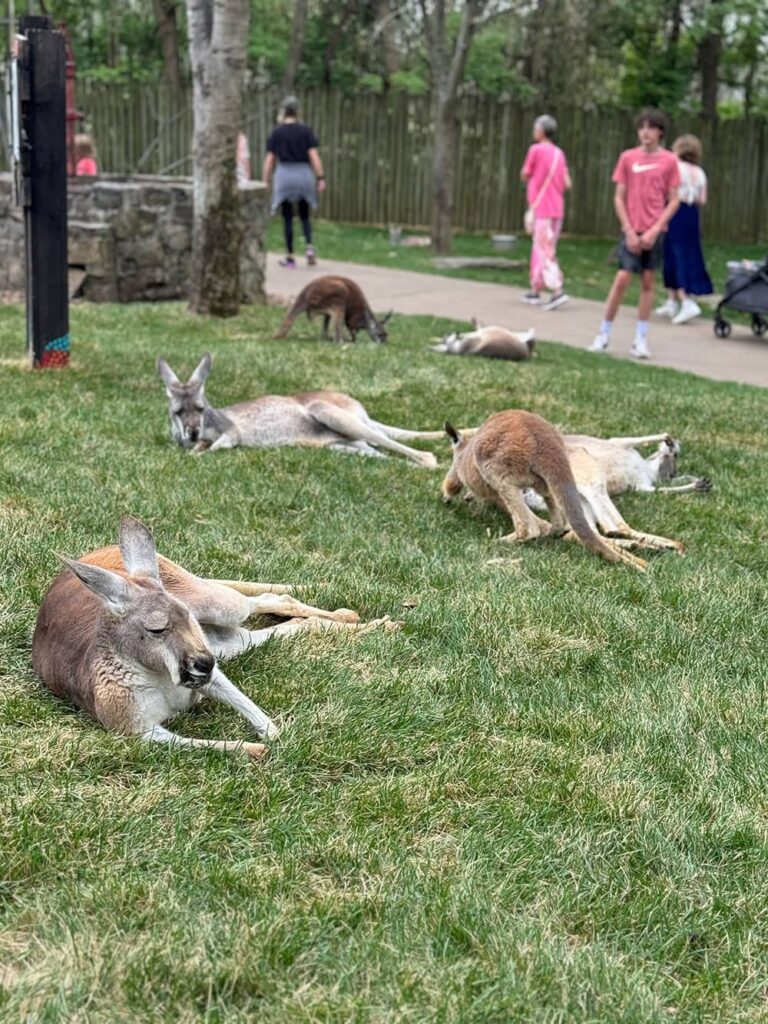 Several kangaroos lounging on the bluegrass in their exhibit at the Nashville Zoo in April 2024.