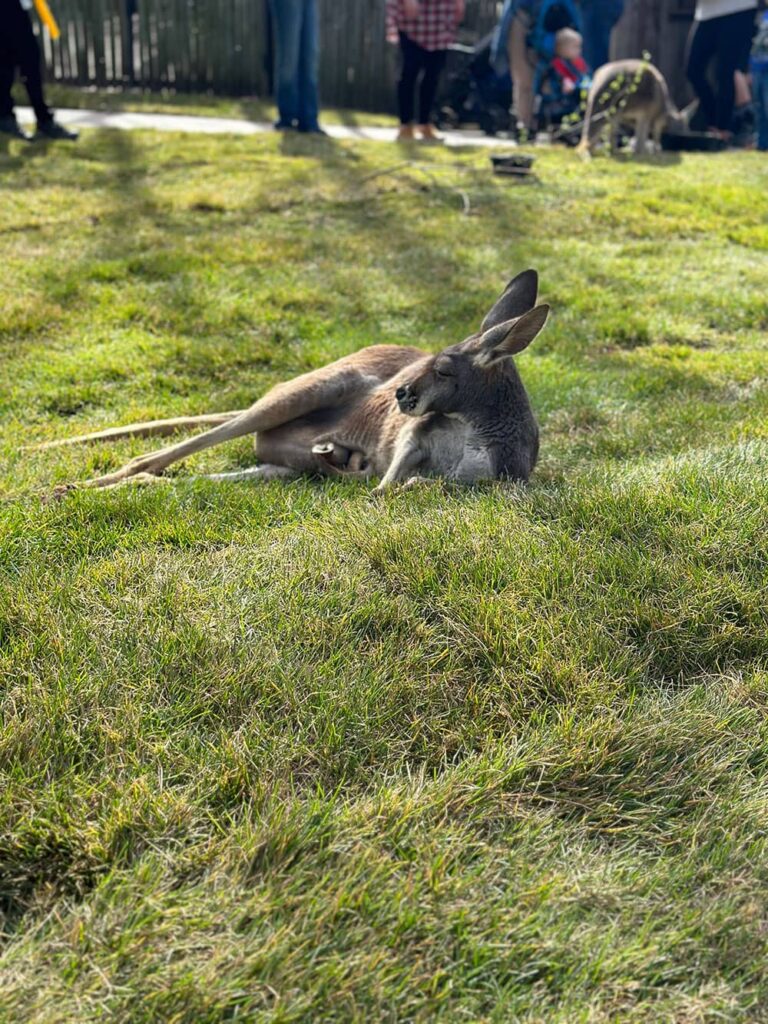 A kangaroo with a joey inside its pouch as it relaxes on the bluegrass in the Nashville Zoo in March 2023.