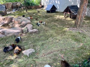Bluegrass in a guinea pig exhibit at the Nashville Zoo in September 2023.