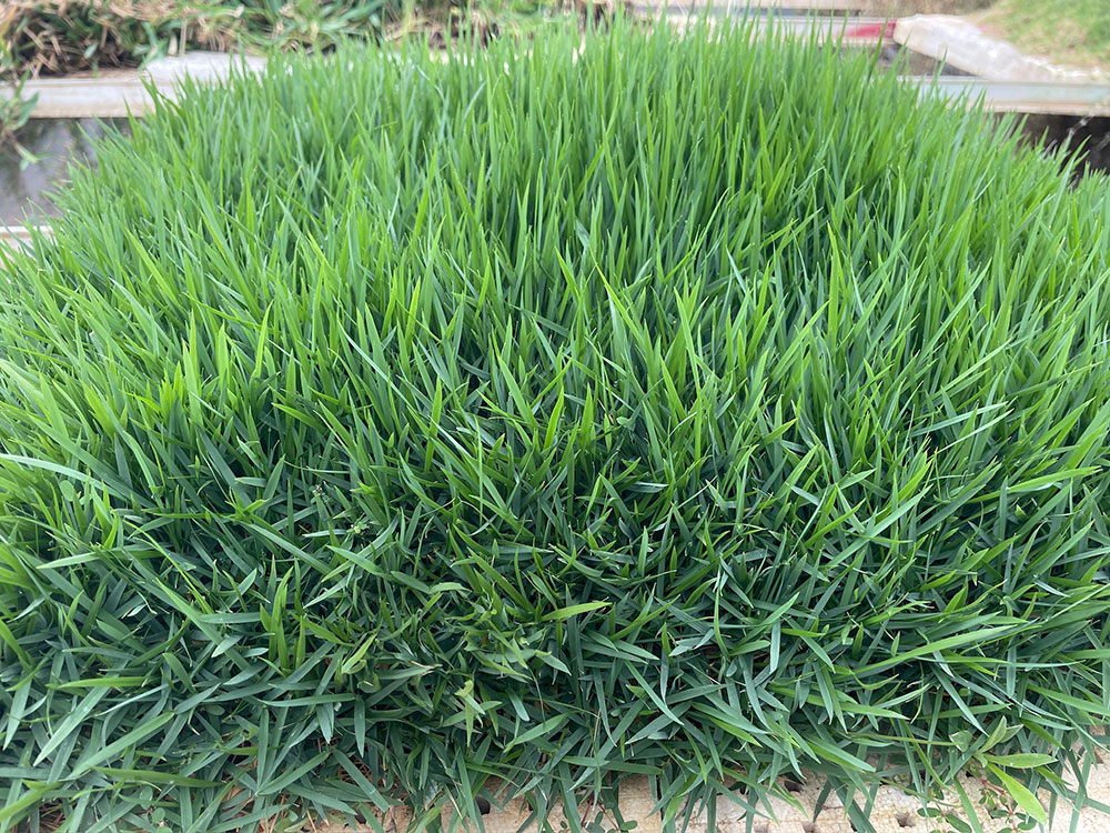 Brazos zoysiagrass